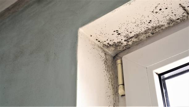 Professional Mold Inspection, Removal & Remediation in Greensburg, IN